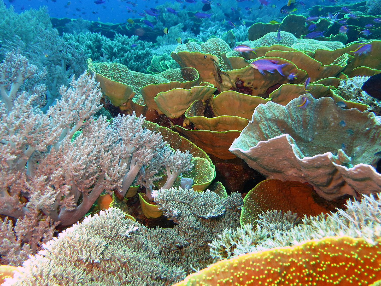 Fot. 1. Scuba diving around Tufi, Papua New Guinea (fot. C. Carroll)