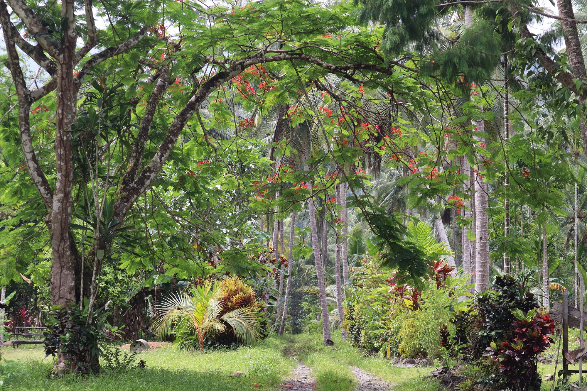 Fot. 7. Wagawaga, Milne Bay Province,  Papua New Guinea (fot. Bart Napierala)