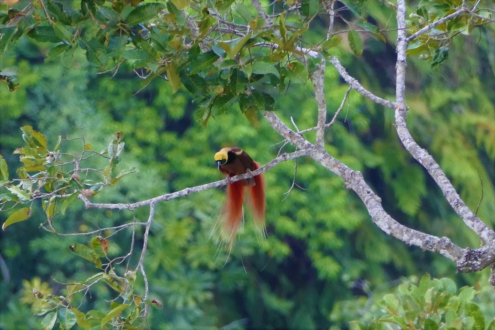 Fot. 5. Raggiana bird of paradise, Central Province, Papua New Guinea (fot. M. Kunuyobu)