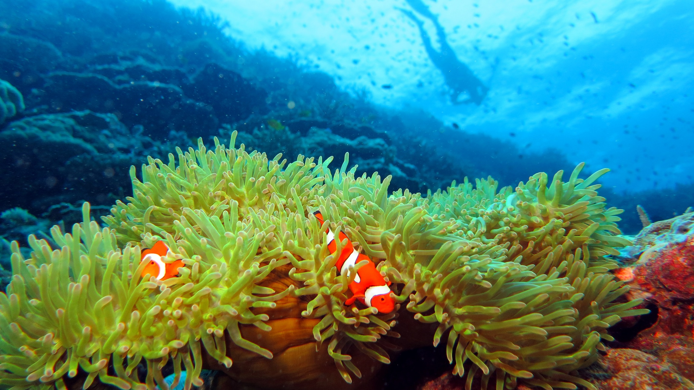Fot. 2. Scuba diving around Tufi, Papua New Guinea (fot. C. Carroll)